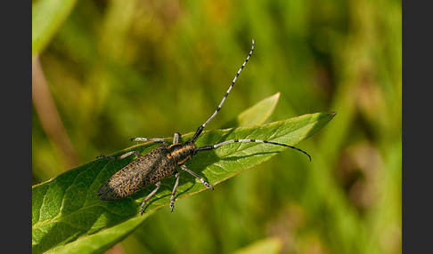 Scheckhorn-Distelbock (Agapanthia villosoviridescens)