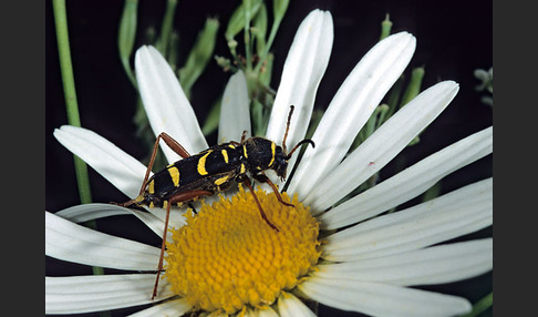 Gemeiner Widderbock (Clytus arietis)