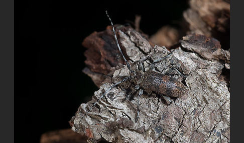 Lindenbock (Oplosia fennica)