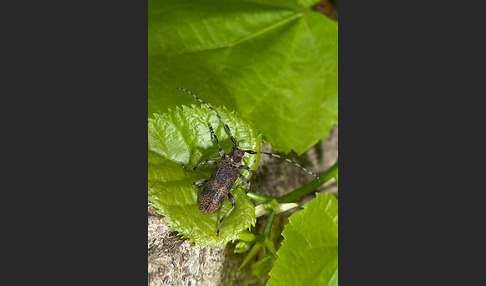 Lindenbock (Oplosia fennica)