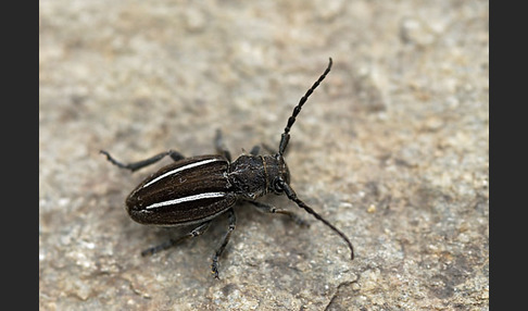 Erdbock spec. (Neodorcadion bilineatum)