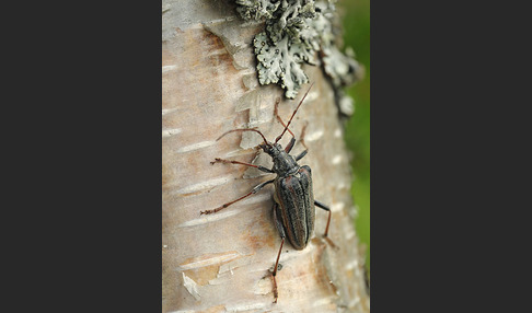 Schulterbock (Oxymirus cursor)