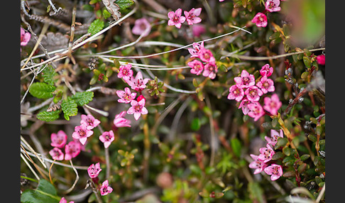 Frühblühender Thymian (Thymus praecox subsp. arcticus)