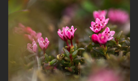 Frühblühender Thymian (Thymus praecox subsp. arcticus)