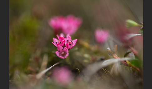 Frühblühender Thymian (Thymus praecox subsp. arcticus)