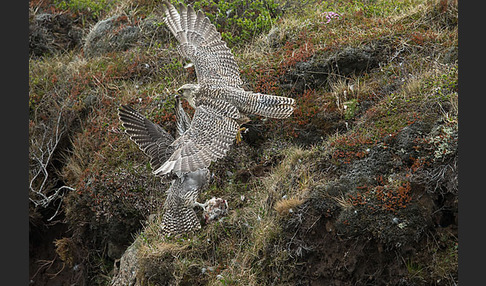 Gerfalke (Falco rusticolus)