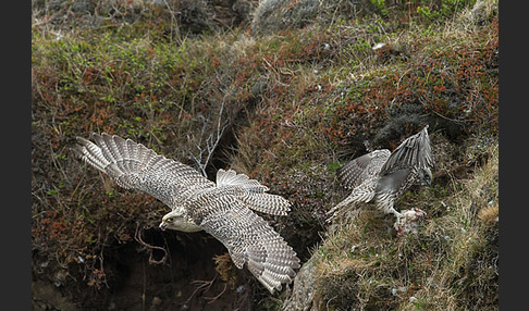 Gerfalke (Falco rusticolus)