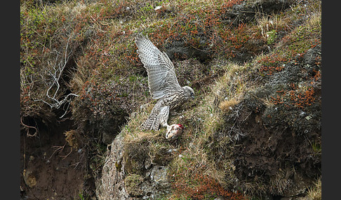 Gerfalke (Falco rusticolus)