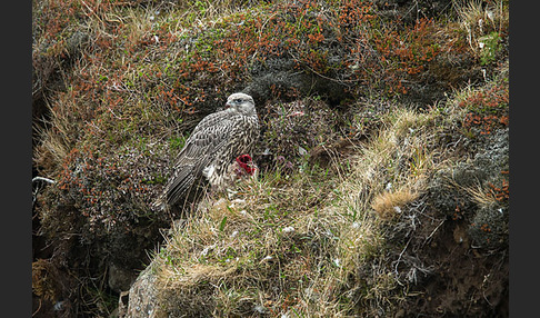 Gerfalke (Falco rusticolus)