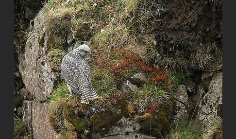 Gerfalke (Falco rusticolus)