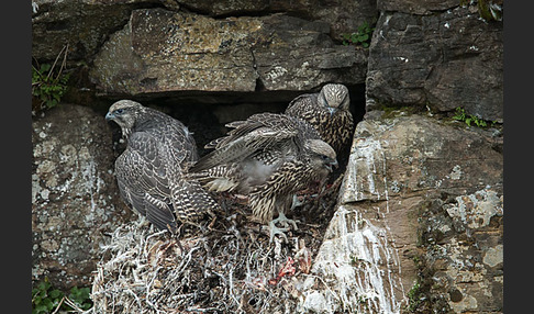 Gerfalke (Falco rusticolus)