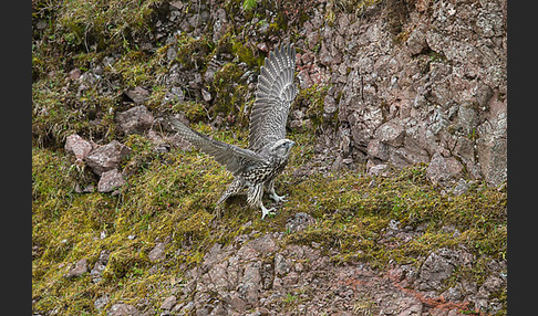 Gerfalke (Falco rusticolus)