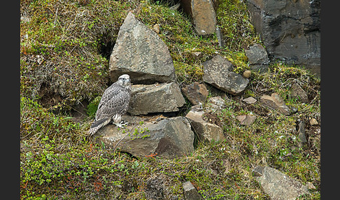 Gerfalke (Falco rusticolus)