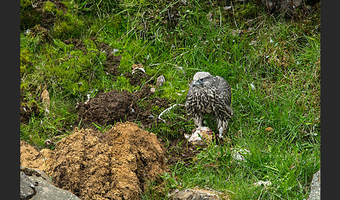 Gerfalke (Falco rusticolus)