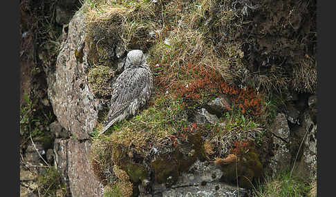 Gerfalke (Falco rusticolus)