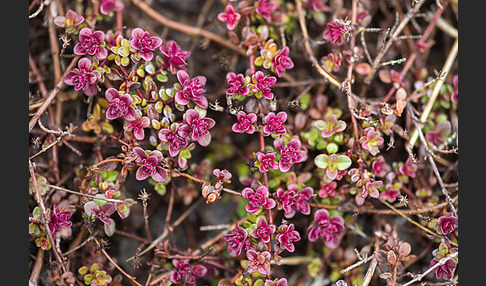 Frühblühender Thymian (Thymus praecox subsp. arcticus)