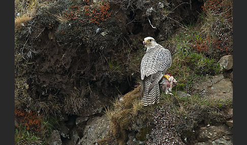 Gerfalke (Falco rusticolus)