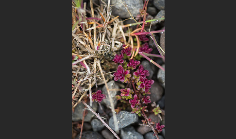 Frühblühender Thymian (Thymus praecox subsp. arcticus)