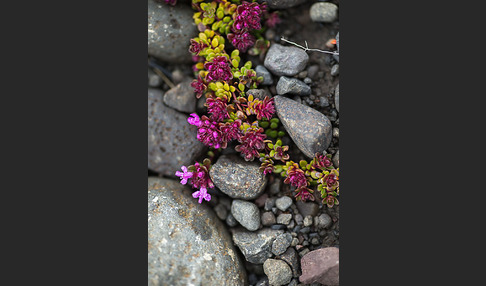 Frühblühender Thymian (Thymus praecox subsp. arcticus)