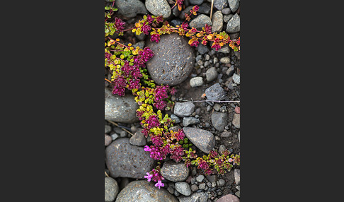 Frühblühender Thymian (Thymus praecox subsp. arcticus)