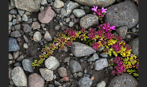 Frühblühender Thymian (Thymus praecox subsp. arcticus)