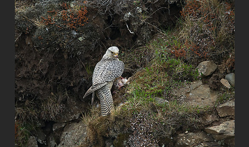 Gerfalke (Falco rusticolus)