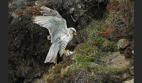 Gerfalke (Falco rusticolus)