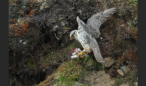 Gerfalke (Falco rusticolus)