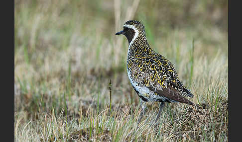 Goldregenpfeifer (Pluvialis apricaria)