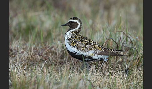 Goldregenpfeifer (Pluvialis apricaria)