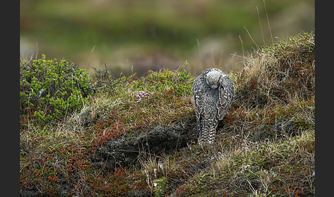 Gerfalke (Falco rusticolus)