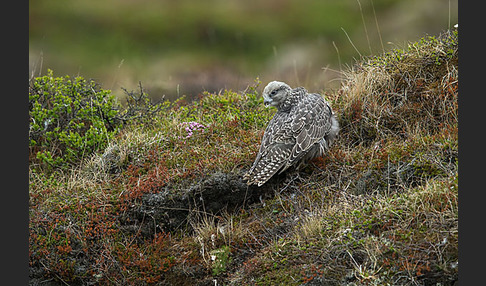 Gerfalke (Falco rusticolus)