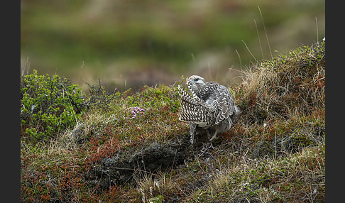 Gerfalke (Falco rusticolus)