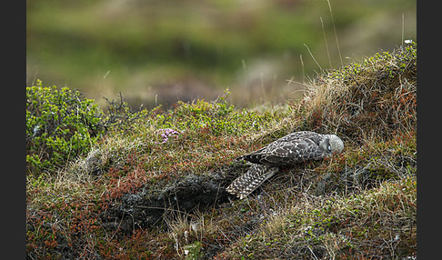 Gerfalke (Falco rusticolus)