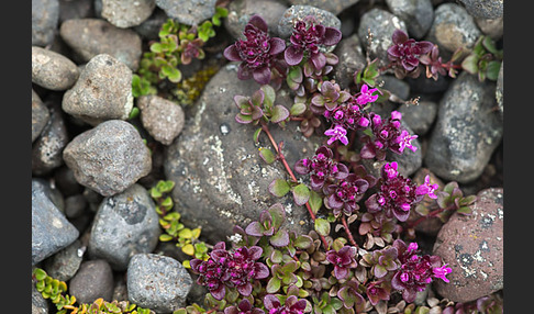 Frühblühender Thymian (Thymus praecox subsp. arcticus)