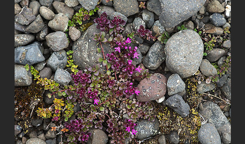 Frühblühender Thymian (Thymus praecox subsp. arcticus)