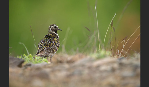 Goldregenpfeifer (Pluvialis apricaria)