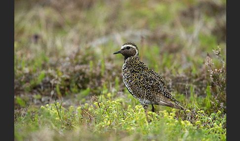 Goldregenpfeifer (Pluvialis apricaria)