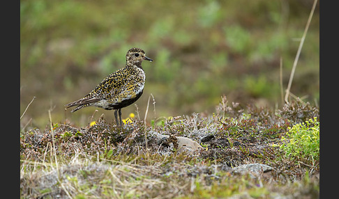 Goldregenpfeifer (Pluvialis apricaria)