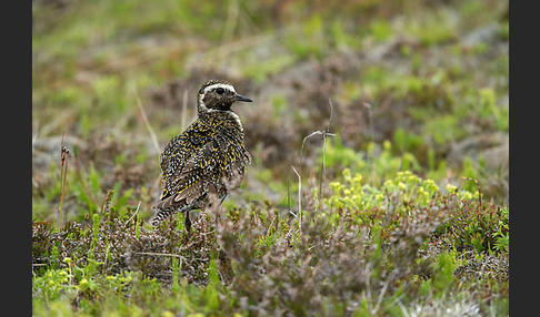 Goldregenpfeifer (Pluvialis apricaria)