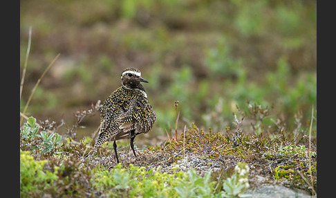 Goldregenpfeifer (Pluvialis apricaria)