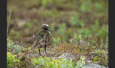 Goldregenpfeifer (Pluvialis apricaria)