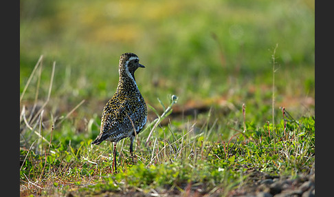 Goldregenpfeifer (Pluvialis apricaria)