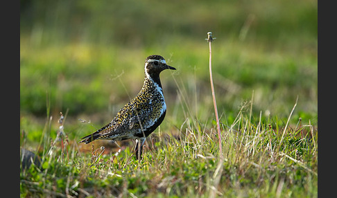 Goldregenpfeifer (Pluvialis apricaria)