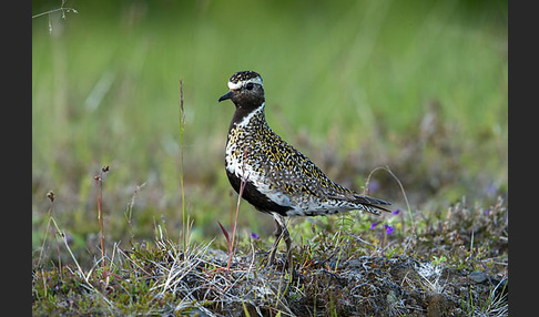 Goldregenpfeifer (Pluvialis apricaria)