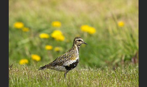 Goldregenpfeifer (Pluvialis apricaria)