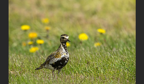 Goldregenpfeifer (Pluvialis apricaria)