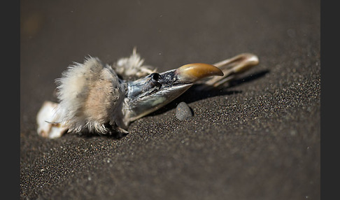 Eissturmvogel (Fulmarus glacialis)