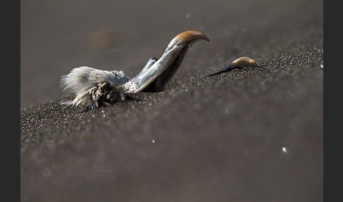 Eissturmvogel (Fulmarus glacialis)