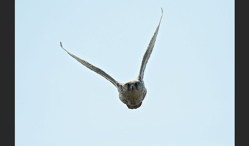 Gerfalke (Falco rusticolus)